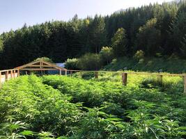Lush Cannabis Farm in Forest Landscape with Wooden Greenhouse Frame photo