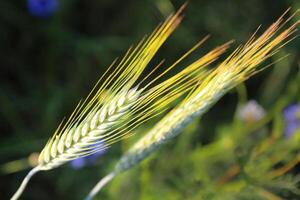 2 Wheat ears close up against dark blurred background photo
