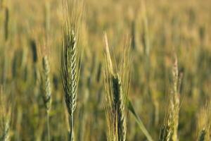 Ear. Wheat ear field. Nature background. photo