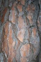 Tree bark close up. Background image. photo