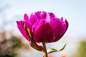A purple tulip flower with a blue sky in the background photo