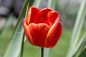A single red tulip in a field of green grass photo