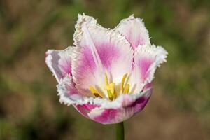 A single pink and white tulip with a green stem photo