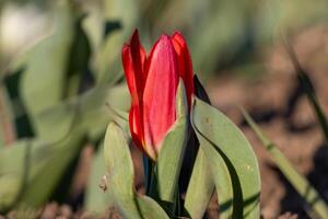 A red flower is growing in the dirt photo