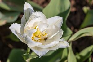 A white tulip with a bee on it photo