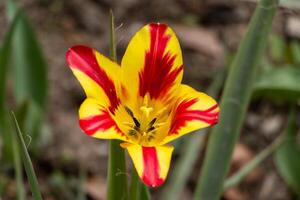 A yellow and red flower with a green stem photo