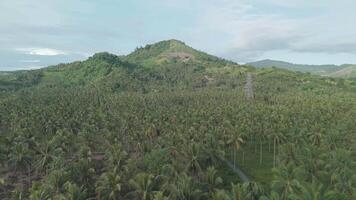 Breathtaking Aerial View of Lush Green Palm Tree Plantation with Rolling Hills Under a Clear Sky video