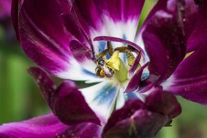 A bee is on the center of a purple tulip photo