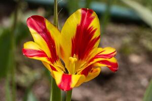 A yellow and red tulip with a green stem photo