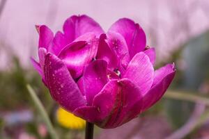 A purple tulip with yellow petals in the background photo