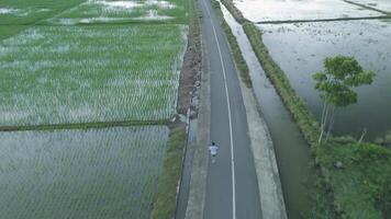 Aerial View of a Serene Pathway Surrounded by Lush Green Rice Fields and Tranquil Waterways video