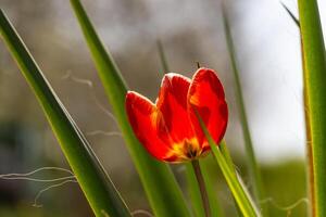A single red flower is growing in the grass photo