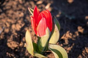 A red tulip growing in the dirt photo