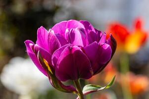 A purple tulip is in the foreground of a garden photo