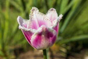 A single pink tulip with white petals in the middle of a field photo