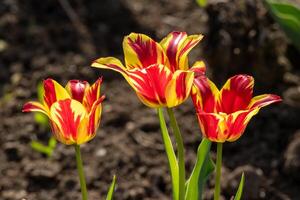 Three red and yellow tulips in a field photo