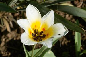A white and yellow tulip with a bug on it photo