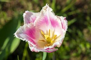 A single pink tulip with yellow center in the grass photo