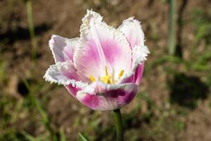 A single pink and white tulip in the grass photo