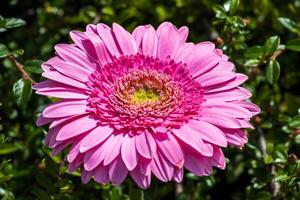 A photo of a pink gerbera daisy in full bloom