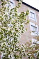 White blossoms on tree branches fill the foreground, with a multi story brick building and rectangular windows visible in the background. photo
