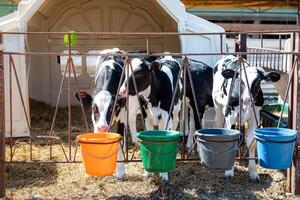 Four black and white calves stand behind a metal fence with orange, green, blue, and gray buckets. A white plastic shelter with straw is visible. photo
