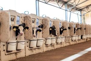 A row of calves with yellow ear tags housed in feeding stations with buckets and head restraints under a metal framed roof with translucent panels. photo