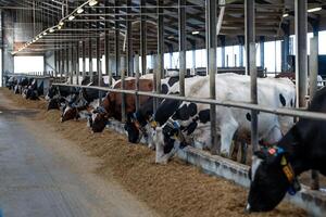 Row of dairy cows with identification collars feeding at a trough inside a clean barn with a high slanted roof, metal beams, and large windows. photo