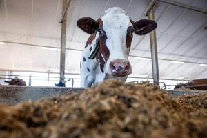 Brown and white cow with ear tag near feeding trough in a modern barn. Structured ceiling and support beams visible, with other cows in the distance. photo