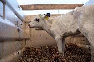 A young white calf with a yellow ear tag and green marking stands in a straw covered enclosure made of white plastic panels under wooden beams. photo