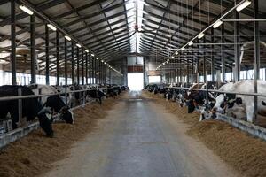 Well lit dairy barn interior with rows of black and white cows feeding along a central aisle, metal railings, and skylights in a peaked roof. photo