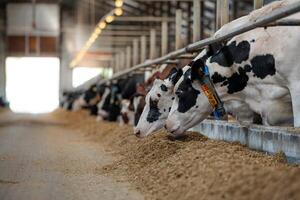 Holstein cows eat from a trough in a modern dairy barn with metal railings, overhead lighting, and identification collars for monitoring. photo