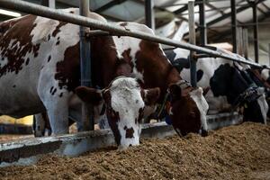 Several cows with brown and white or black and white patterns feed from a trough in a covered structure with metal railings and natural lighting. photo