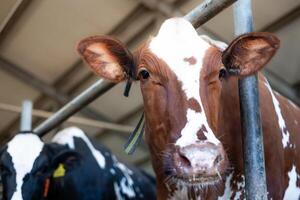 A brown and white cow with facial markings stands in a barn, wearing a tag and strap. A black and white cow is partially visible in the controlled setting. photo