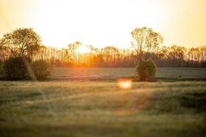 An open field with scattered trees and bushes under a golden sunset. The horizon shows tree silhouettes, with lens flare near the center. photo