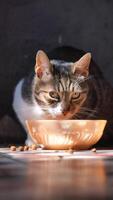 Cat enjoys meal from bowl with scattered food nearby video
