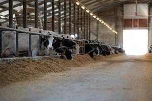 Large dairy barn interior with rows of Holstein cows feeding from troughs. High arched roof with metal beams and a well lit central aisle visible. photo