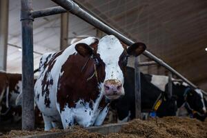 A brown and white cow with an ear tag and sensor collar stands in a feeding area of a barn with metal railings and a high ceiling. Other cows feed nearby. photo