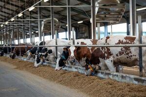 A row of cows feeds at a trough in a modern dairy facility. Each cow wears a monitoring collar. The space features high ceilings and metal railings. photo
