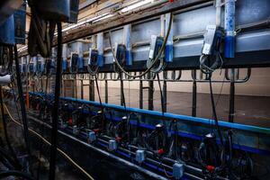Row of automated milking machines with control panels, pipes, and hoses in a tiled, well lit dairy parlor. Wet floor indicates recent use or cleaning. photo