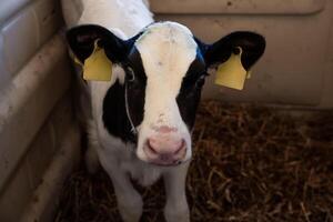 A black and white calf with yellow ear tags stands on straw in a light colored enclosure, its curious expression and markings drawing attention. photo