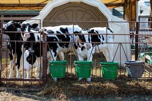 Four black and white calves stand in a metal pen with straw covered ground. A white plastic shelter and feeding buckets are part of the organized farm setup. photo