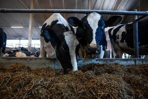Two black and white Holstein cows eat hay behind metal railings in a barn with high ceilings, visible beams, and fluorescent lighting. Other cows are in view. photo
