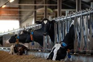 Black and white dairy cows feed from a trough in a modern barn with metal rails. Each cow wears a collar with a colored tag for identification. photo