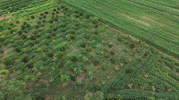 A peaceful drone view of lush green fields and distant mist-covered mountains during light rainfall. The overcast sky and falling rain create a soothing, cinematic atmosphere. video