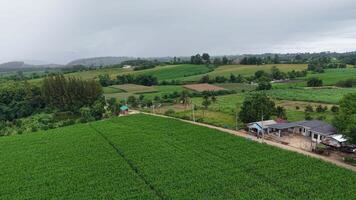 Drone scene showing a remote area with green crops, misty background mountains, and fine rainfall. Ideal stock footage for themes of rural life and natural calm. video
