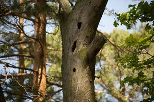 Tree Trunk with Bird Holes in a Forested Area Amid Sunlight photo