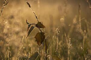Serene Morning Grass Scene Showing Dew and Leaf in Soft Sunlight photo
