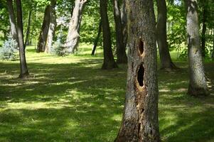 Woodpecker holes showing on a tree trunk in a public park photo