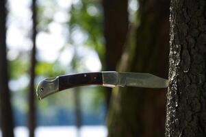 A sharp pocket knife is stuck in a tree, demonstrating its sharpness and purpose in nature. photo